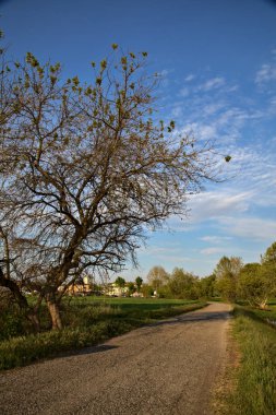 Bisiklet yolu ilkbaharda gün batımında bir tarlayla sınırlıydı.