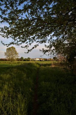 İtalya kırsalında bir ağacın altında dar bir patika.