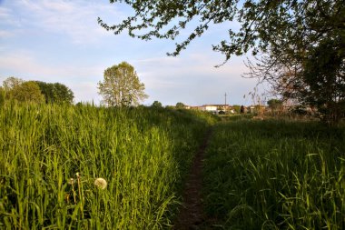 İtalya kırsalında bir ağacın altında dar bir patika.