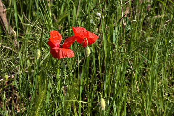 Kırsaldaki bir yolun kenarında tilki kuyruğu kulaklı gelincikler açar.