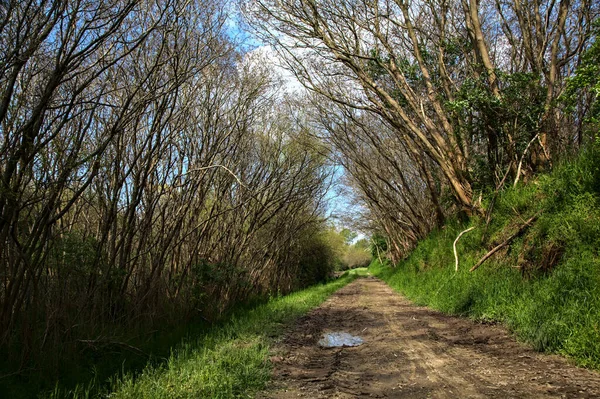 Caminho Sombrio Bosque Campo Italiano Com Árvores Arqueando Acima Dele — Fotografia de Stock