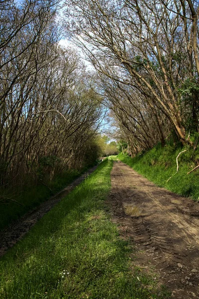 Caminho Sombrio Bosque Campo Italiano Com Árvores Arqueando Acima Dele — Fotografia de Stock