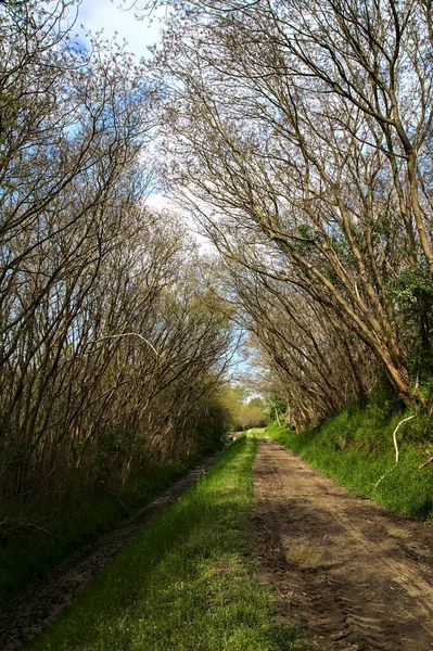 Caminho Sombrio Bosque Campo Italiano Com Árvores Arqueando Acima Dele — Fotografia de Stock