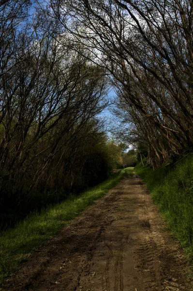 Caminho Sombrio Bosque Campo Italiano Com Árvores Arqueando Acima Dele — Fotografia de Stock