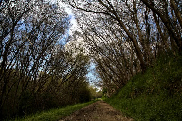 Caminho Sombrio Bosque Campo Italiano Com Árvores Arqueando Acima Dele — Fotografia de Stock