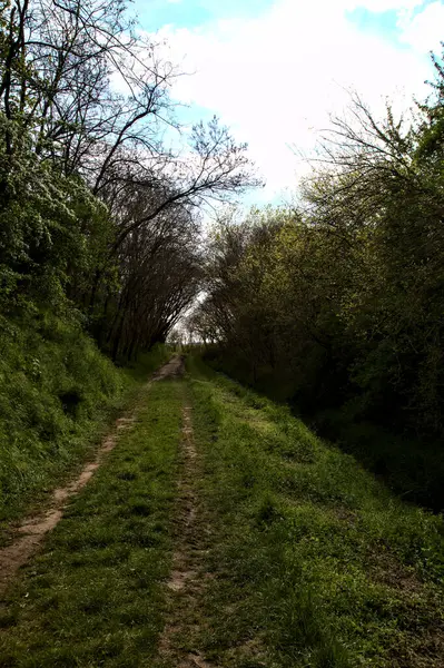 Caminho Sombrio Bosque Campo Italiano Com Árvores Arqueando Acima Dele — Fotografia de Stock