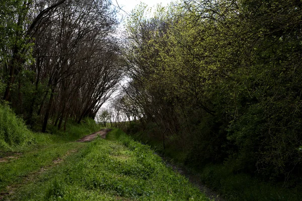 イタリアの田舎の森の中の日陰の道の上に木が生えています — ストック写真