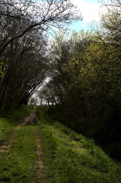 Caminho Sombrio Bosque Campo Italiano Com Árvores Arqueando Acima Dele — Fotografia de Stock