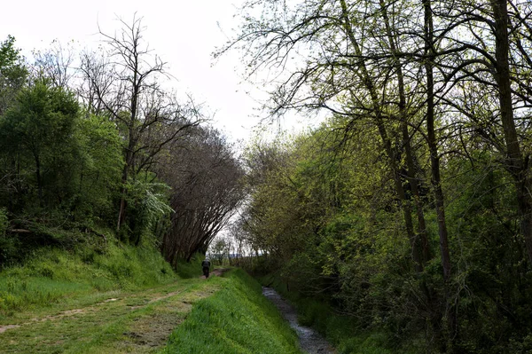 Schaduwrijk Pad Een Bosje Het Italiaanse Platteland Met Bomen Erboven — Stockfoto