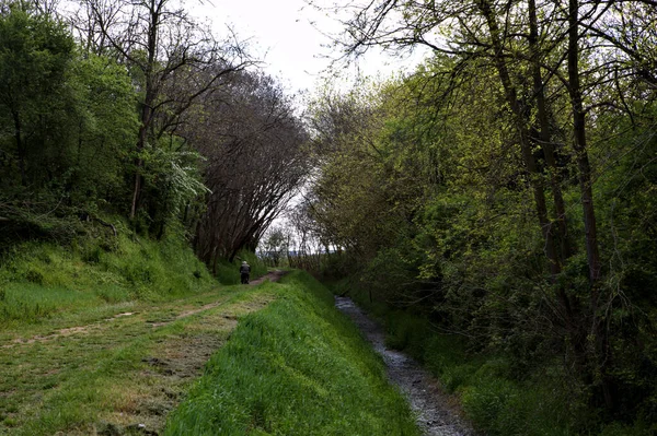 Sendero Sombrío Una Arboleda Campo Italiano Con Árboles Arqueados Sobre —  Fotos de Stock