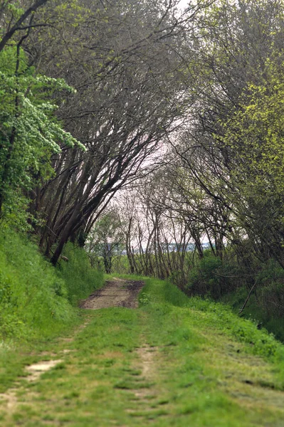 Sendero Sombrío Una Arboleda Campo Italiano Con Árboles Arqueados Sobre — Foto de Stock