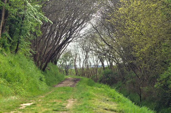 Caminho Sombrio Bosque Campo Italiano Com Árvores Arqueando Acima Dele — Fotografia de Stock