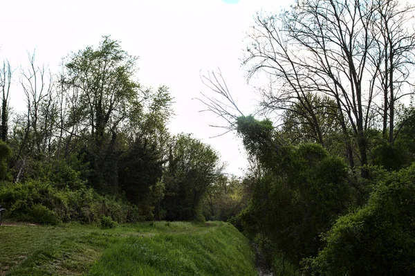 Sendero Herboso Bosque Junto Arroyo Agua Campo Italiano —  Fotos de Stock