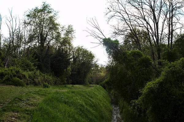 意大利乡村 在一条溪流边的小树林里 一条长满青草的小径 — 图库照片