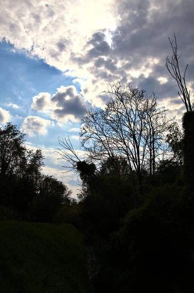 Silhouette Bosquet Avec Ciel Clair Avec Des Nuages Comme Arrière — Photo