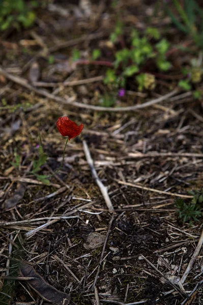 小罂粟 生长在被枯干的草地包围的混凝土上 — 图库照片