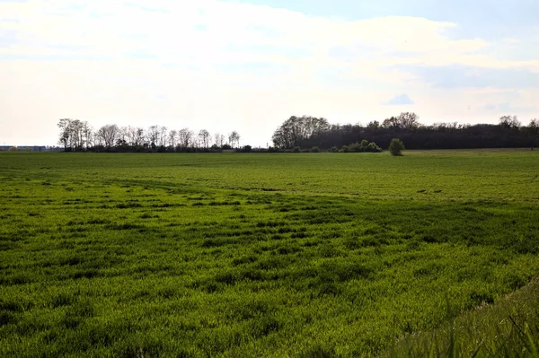 Campos Maíz Fase Inicial Crecimiento Día Nublado Primavera — Foto de Stock