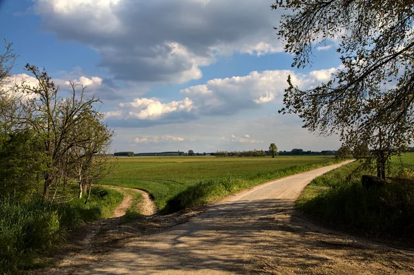 Cruzando Entre Uma Estrada Rural Caminho Cascalho Com Uma Árvore — Fotografia de Stock