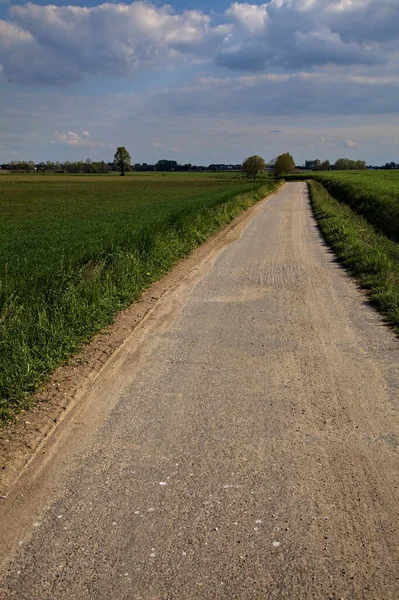 Strada Sterrata Delimitata Campo Una Giornata Limpida Primavera Nel Paese — Foto Stock