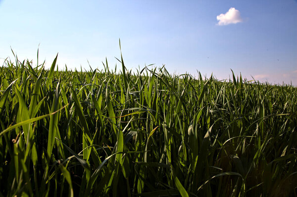 Maize plant in early stage of growth seen up close with a clear sky in the background