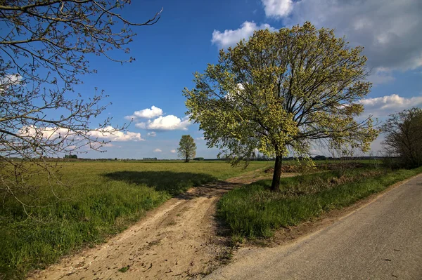 Crossing Country Road Gravel Path Tree Marking Italian Countryside Spring — Stock Photo, Image