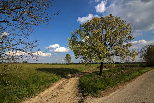 Går Mellan Landsväg Och Grusgång Med Ett Träd Som Markerar — Stockfoto