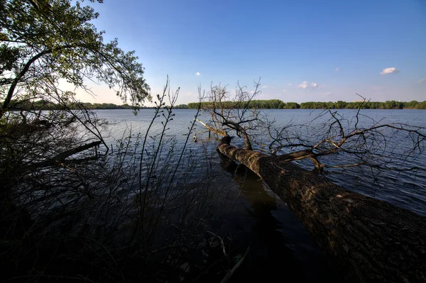 Árvore Caída Margem Rio Campo Italiano — Fotografia de Stock