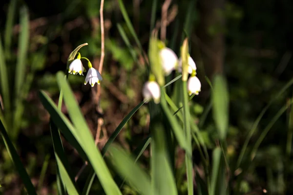 Fiocco Neve Estivo Fiori Con Foglie Illuminate Dal Sole — Foto Stock