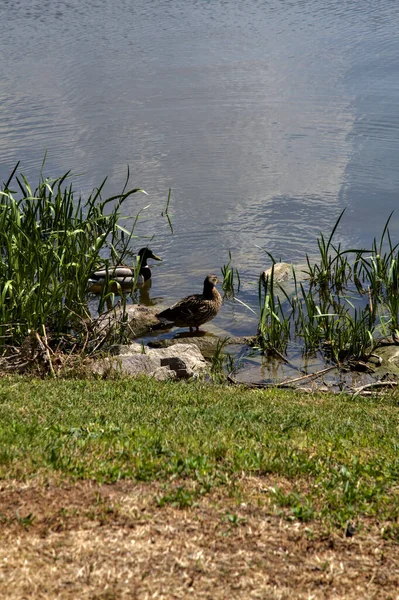 Mallards Sitting Rock Shore Lake — Stock Photo, Image