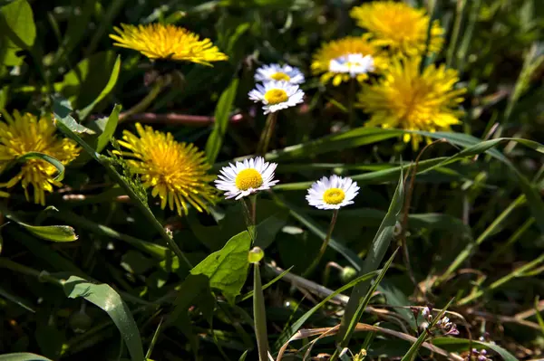 Pissenlits Marguerites Dans Herbe — Photo