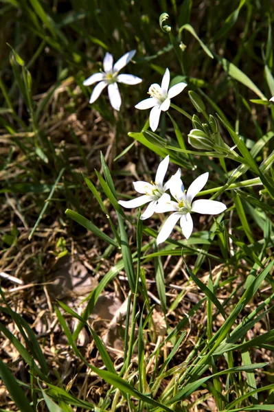 Gwiazda Betlejem Kwiaty Trawie Widziane Bliska — Zdjęcie stockowe