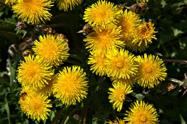 Löwenzahngruppe Gras Aus Der Nähe Gesehen — Stockfoto