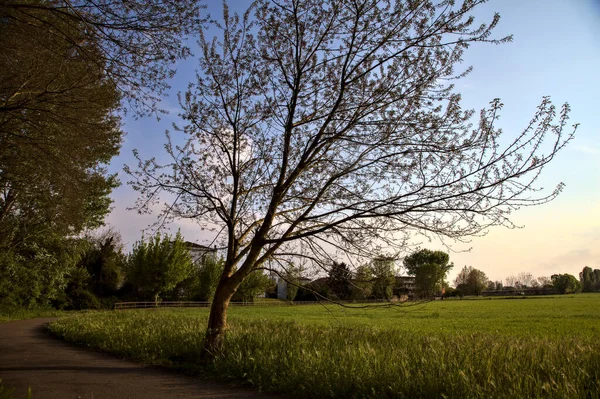 Carril Bici Bordeado Por Campo Primavera Atardecer — Foto de Stock