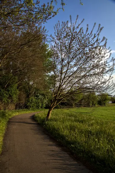 Radweg Der Frühling Bei Sonnenuntergang Von Einem Feld Begrenzt Wird — Stockfoto