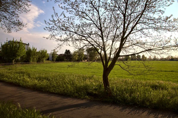 Caminho Bicicleta Limitado Por Campo Primavera Pôr Sol — Fotografia de Stock
