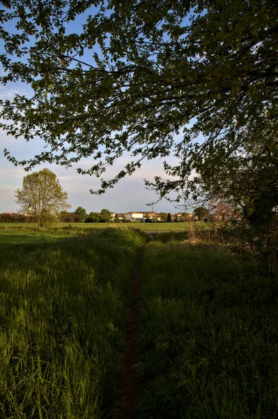 Schmaler Pfad Unter Einem Baum Der Italienischen Landschaft — Stockfoto