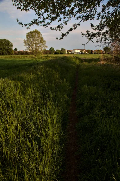 Sendero Estrecho Bajo Árbol Campo Italiano —  Fotos de Stock