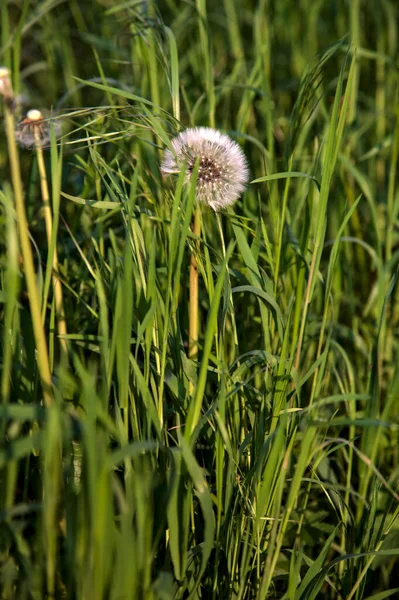 Diente León Hierba Visto Cerca — Foto de Stock