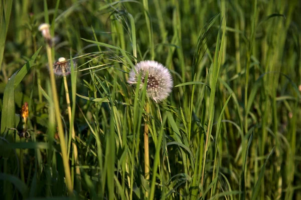 Löwenzahn Gras Aus Der Nähe Gesehen — Stockfoto