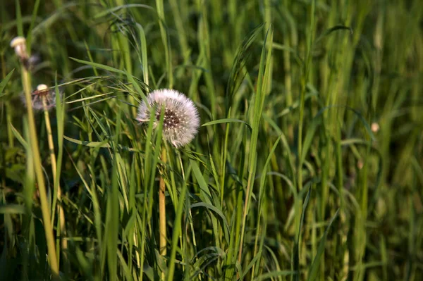 Löwenzahn Gras Aus Der Nähe Gesehen — Stockfoto