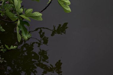 Arkaplanı su olan incir bitkisi dalları ve üzerine yansımalar