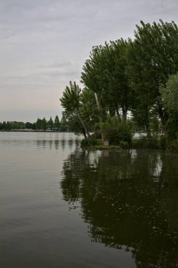 Gölün kıyısındaki korulukta bulutlu bir günde sulara düşen ağaçların yansımaları.
