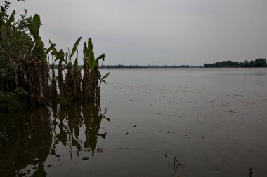 Gölün kıyısındaki korulukta bulutlu bir günde sulara düşen ağaçların yansımaları.