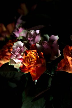 Açık turuncu ve pembe gül buketi siyah bir arka planda
