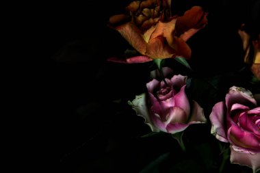 Açık turuncu ve pembe gül buketi siyah bir arka planda