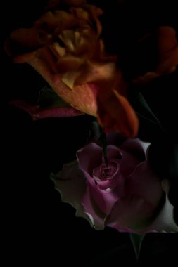 Açık turuncu ve pembe gül buketi siyah bir arka planda