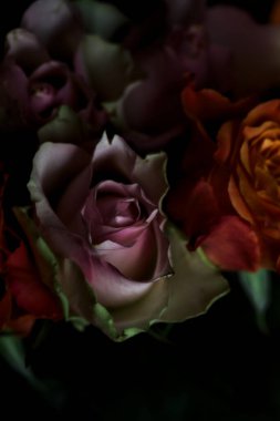 Açık turuncu ve pembe gül buketi siyah bir arka planda