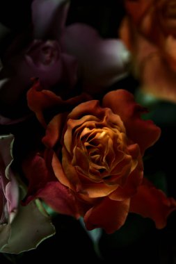 Açık turuncu ve pembe gül buketi siyah bir arka planda