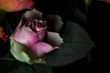 Açık turuncu ve pembe gül buketi siyah bir arka planda