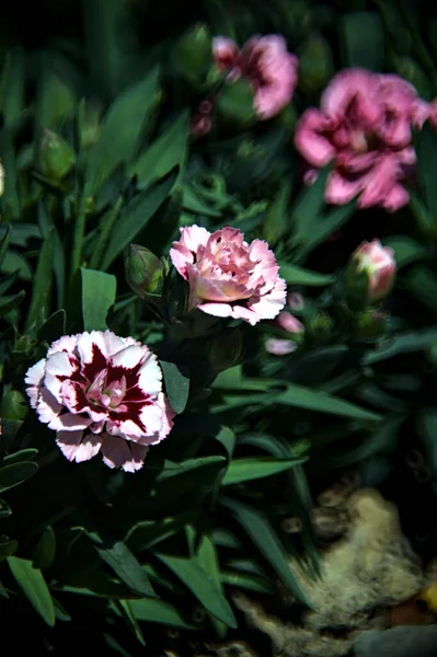Virágzó Szegfűk Különböző Színekben Közelről — Stock Fotó